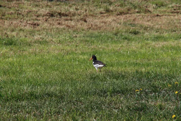 Svart Vit Oystercatcher Gräset Äng Moordrecht Nederländerna — Stockfoto