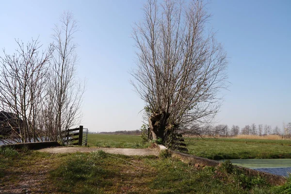 Hollanda Dikili Söğütlü Tipik Hollandalı Polder Kırsalında — Stok fotoğraf