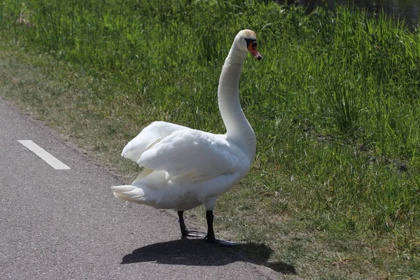 Cisne Mudo Branco Rua Nieuwerkerk Aan Den Ijssel Nos Países — Fotografia de Stock