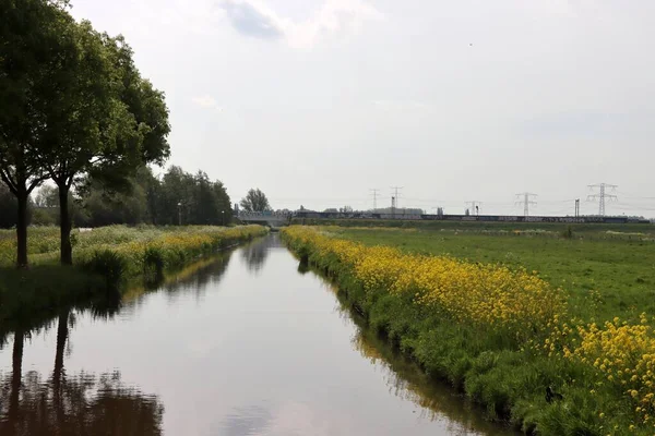 Gele Koolzaadbloemen Polders Zuid Holland Nederland — Stockfoto