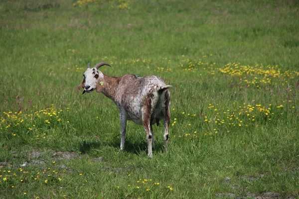 Goat Farmland Netherlands Domesic Mammal — Stock Photo, Image