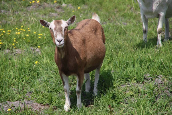 Capra Terreno Agricolo Nei Paesi Bassi Come Mammifero Domenicale — Foto Stock