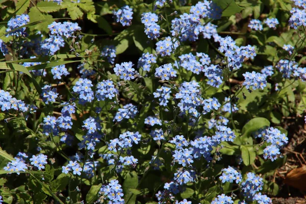 Myosotis Sylvatica Compindi Grupo Forget Floresce Com Impressionantes Flores Azuis — Fotografia de Stock