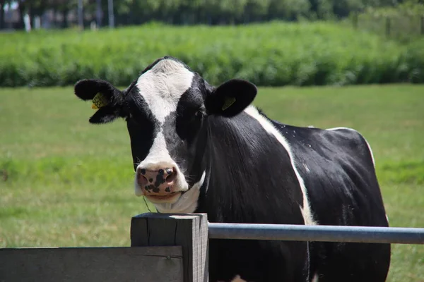 Frysian Holstein Vache Noire Blanche Dans Pays — Photo