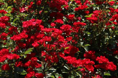 Hollanda 'nın Boskoop köyündeki Flora Rosarium' da kırmızı renkli Rose La Belle Rouge. 