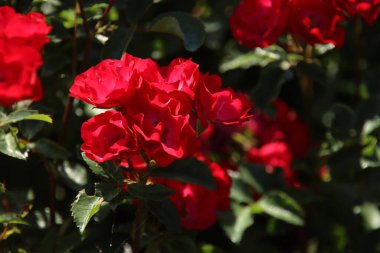 Hollanda 'nın Boskoop köyündeki Flora Rosarium' da kırmızı renkli Rose La Belle Rouge. 