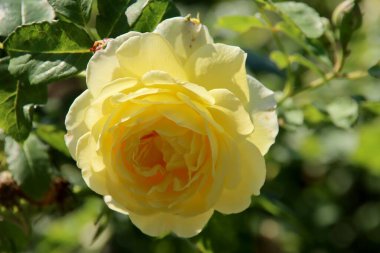Hollanda 'nın Boskoop köyündeki Flora Rosarium' da kırmızı renkli Rose Jean Robie. 