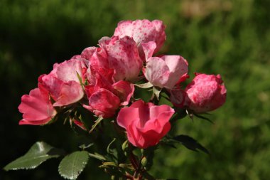 Hollanda 'nın Boskoop köyündeki Flora Rosarium' da kırmızı renkli Rose Carmen Wurth. 