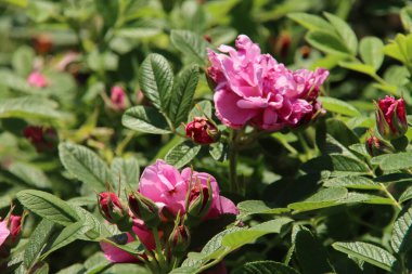 Hollanda 'nın Boskoop köyündeki Flora Rosarium' da pembe renkli gül açık pembe velada. 