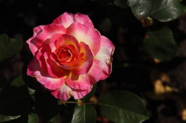 Hollanda 'nın Boskoop köyündeki Flora Rosaryumu' nda kırmızı renkte Rose Ulusal Park Koleksiyonu 