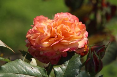 Hollanda 'nın Boskoop köyündeki Flora Rosarium' daki Rose La Villa Cotta turuncudan sarıya dönüyor. 