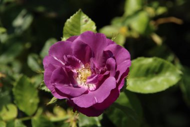 Hollanda 'nın Boskoop köyündeki Flora Rosaryumu' nda Mavi Rhapsody maviden mor renge dönüyor. 