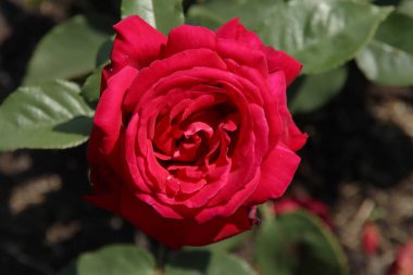 Hollanda 'nın Boskoop köyündeki Flora Rosaryumundaki Rose Reines des Parfums kırmızı bir renkle