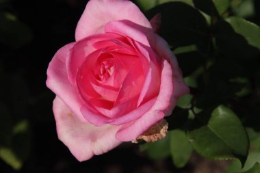 Hollanda 'nın Boskoop köyündeki Flora Rosarium' da Rose Beverly pembe renklere bürünüyor. 