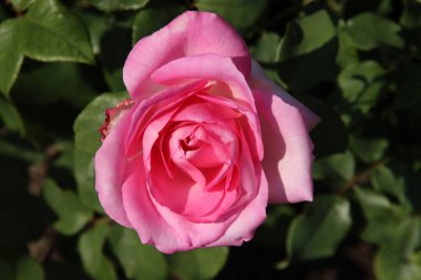 Hollanda 'nın Boskoop köyündeki Flora Rosarium' da Rose Beverly pembe renklere bürünüyor. 