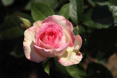 Hollanda 'nın Boskoop köyündeki Flora Rosaryumu' ndaki Rose Phaedra pembe renklere bürünüyor. 