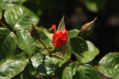 Hollanda 'nın Boskoop köyündeki Flora Rosarium' da Rose Flaş Flaş Turuncudan sarıya dönüyor 