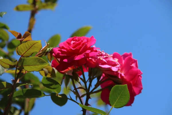 Rose Gloriana Flora Rosarium Wsi Boskoop Holandii Kolorze Czerwonym — Zdjęcie stockowe