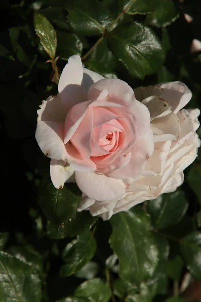 Rosa Poustina Flora Rosarium Pueblo Boskoop Los Países Bajos Color — Foto de Stock