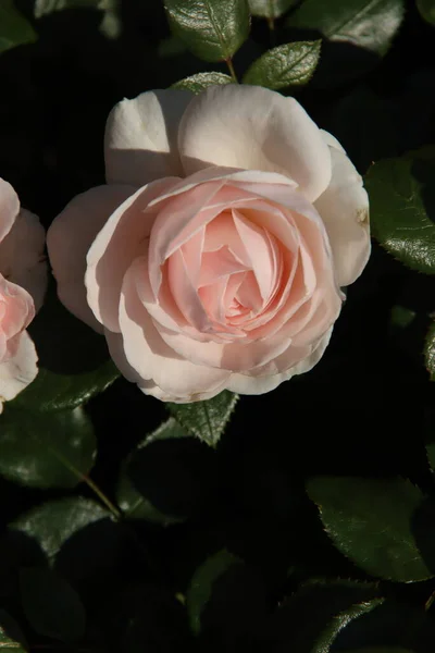Роза Poustina Flora Roseph Деревне Боскооп Нидерландах Розовом Цвете — стоковое фото