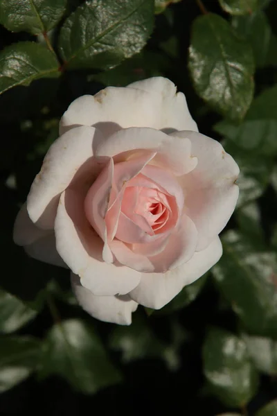 Rosa Poustina Flora Rosarium Pueblo Boskoop Los Países Bajos Color —  Fotos de Stock