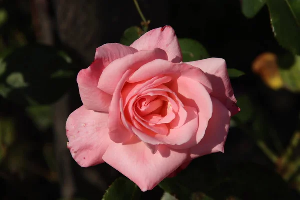 Rose Růžový Oceán Flóře Rosarium Obci Boskoop Nizozemsku Růžové Barvě — Stock fotografie