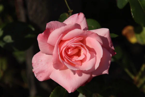 Rosa Rosa Océano Flora Rosarium Pueblo Boskoop Los Países Bajos — Foto de Stock