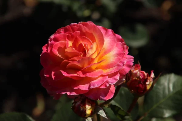 Rose National Park Collection Underbar Flora Rosarium Byn Boskoop Nederländerna — Stockfoto