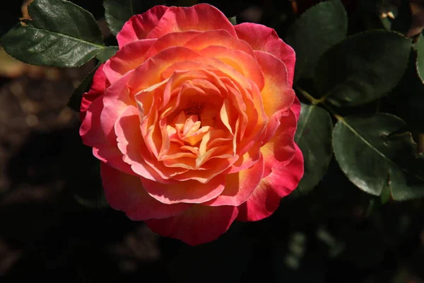 Colección Rose National Park Precioso Flora Rosarium Pueblo Boskoop Los — Foto de Stock