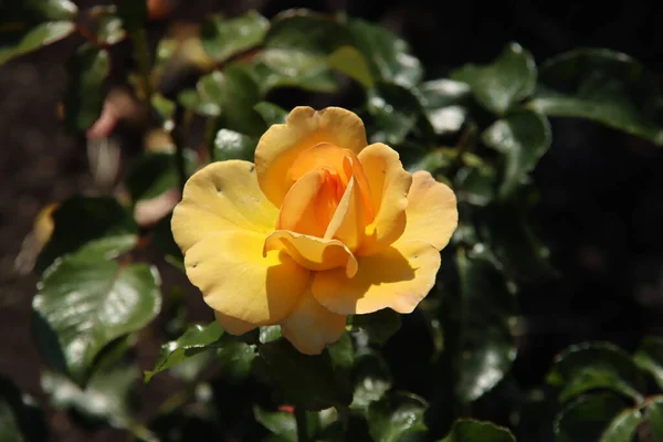 Rose Sunrise Winterjewel Dans Rosarium Flora Dans Village Boskoop Aux — Photo