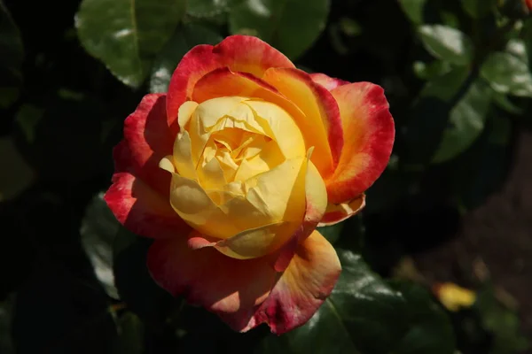 Rose Pullman Orient Express Dans Flora Rosarium Dans Village Boskoop — Photo