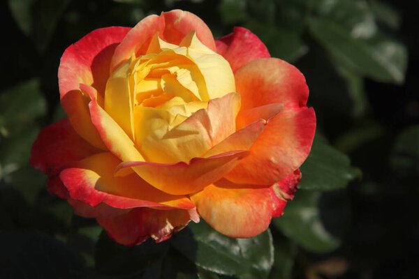 Rose Pullman Orient Express in the Flora Rosarium in the village of Boskoop in the Netherlands in red and yellow color 