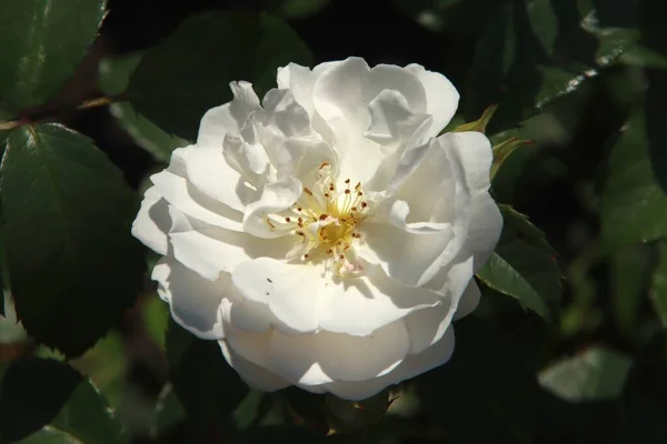 Rose Myka Flora Rosarium Village Boskoop Netherlands White Color — Stock Photo, Image