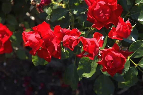 荷兰Boskoop村红颜色玫瑰花圃中的玫瑰黑色森林 — 图库照片