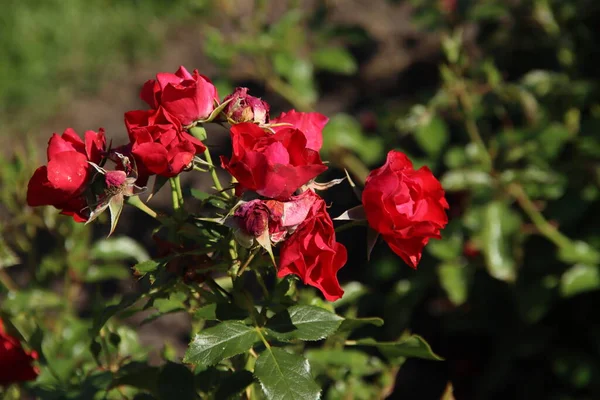 Rose Black Forest Flora Rosarium Miejscowości Boskoop Holandii Kolorze Czerwonym — Zdjęcie stockowe