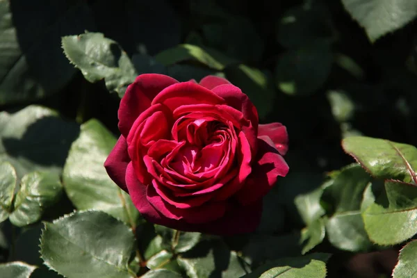Rose Garfin Diana Flora Rosarium Village Boskoop Netherlands Red Color — стокове фото