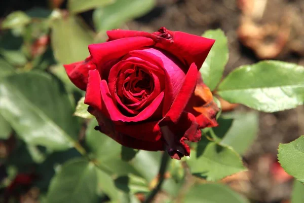Rose Reines Des Parfums Flora Rosarium Byn Boskoop Nederländerna Röd — Stockfoto