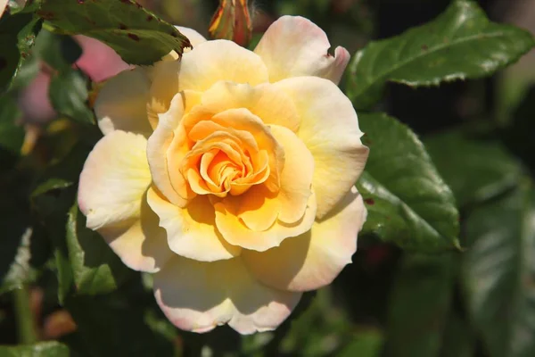 Rose Compassion Flora Rosarium Pueblo Boskoop Los Países Bajos Pasando — Foto de Stock