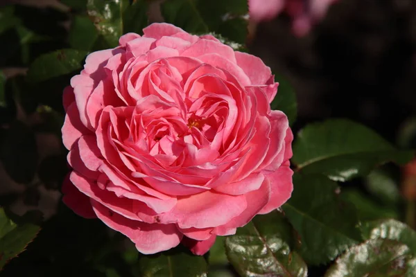 Rose Flora Colonia Flora Rosarium Byn Boskoop Nederländerna Rosa Färg — Stockfoto