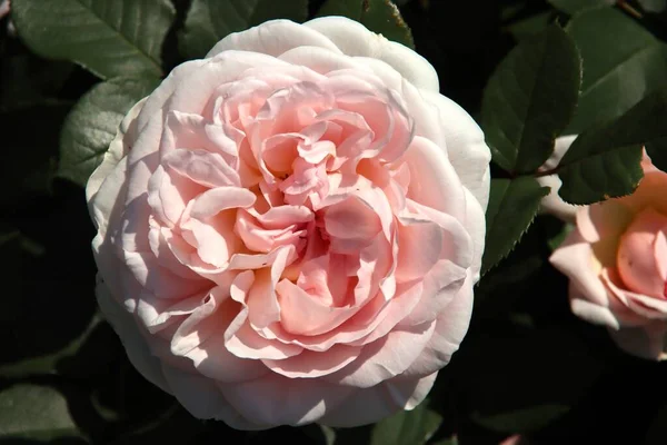 Rosenmärchenzauber Flora Rosarium Dorf Boskoop Den Niederlanden Rosa Farbe — Stockfoto