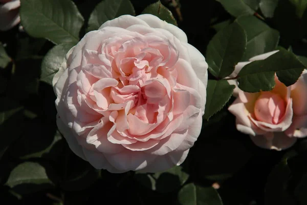 Rose Marchenzauber Flora Rosarium Village Boskoop Netherlands Pink Color — Stock Photo, Image