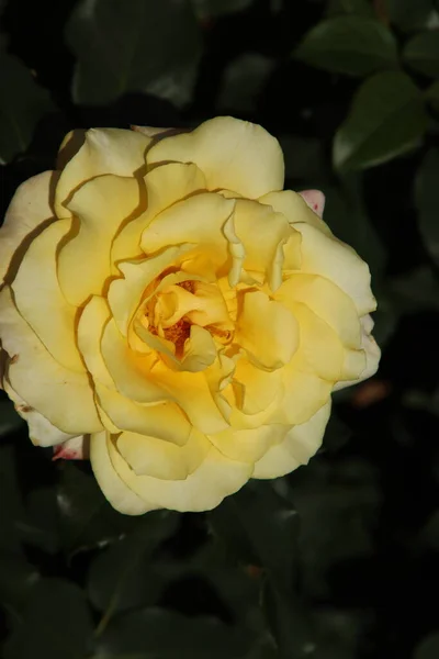 Rose Ciel Ensoleillé Dans Rosarium Flore Dans Village Boskoop Aux — Photo