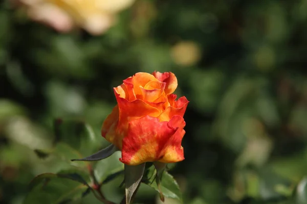 Rose Sunny Sky Flora Rosarium Village Boskoop Netherlands Turning Orange — Stock Photo, Image