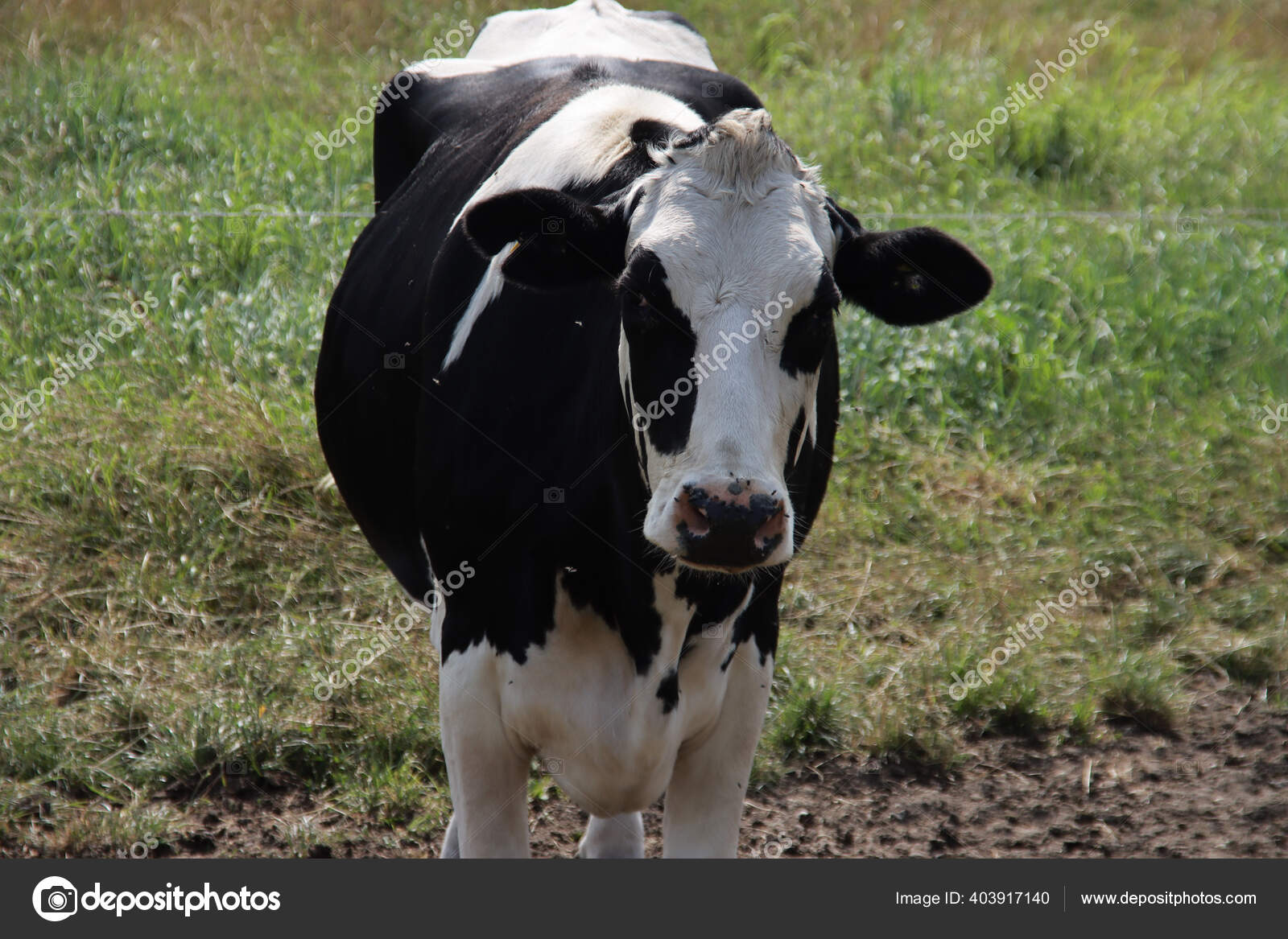 荷兰荷尔斯泰因弗里斯兰种奶牛的牧场里有黑白两色红白相间的奶牛——图库图片© cakifoto #403917140, image size:1600x1167