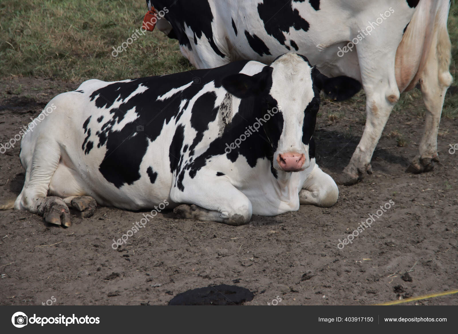 荷兰荷尔斯泰因弗里斯兰种奶牛的牧场里有黑白两色红白相间的奶牛——图库图片© cakifoto #403917150, image size:1600x1167
