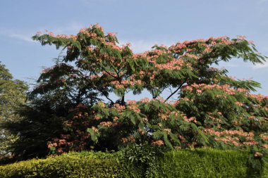Albizia julibrissin Boubri ya da Ombrella ağacı yaz boyunca kabarık pembe ve beyaz çiçeklerle