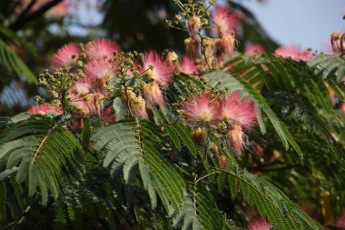 Albizia julibrissin Boubri ya da Ombrella ağacı yaz boyunca kabarık pembe ve beyaz çiçeklerle