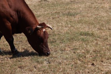 Hollanda 'nın kuzeyinde yaz boyunca Frizya cinsinin otlağındaki siyah-beyaz ve kırmızı-beyaz inekler.
