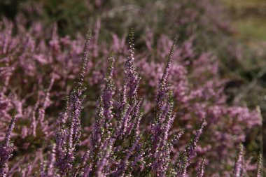 Hollanda 'daki Veluwe doğa koruma alanında Wezepsche Heide' de yaz sonunda mor fundalık çiçek açmaya başlar.