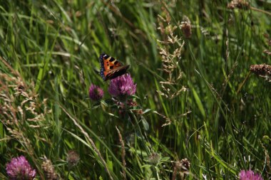 Trifolium pratense, Hollanda 'da kelebekli kırmızı yonca.